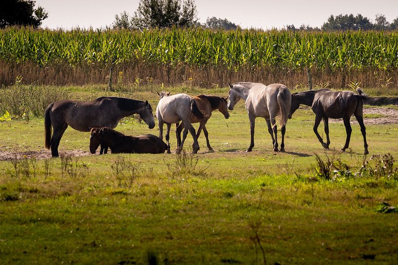 Wild horses in the Kampina by Lieke van Grinsven van Aarle