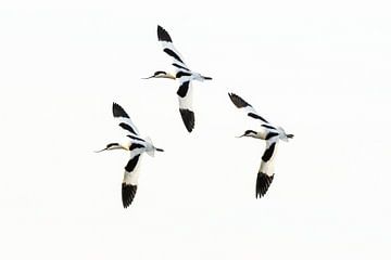 Schwarz-weiße Vögel als Kunst von Caroline Pleysier