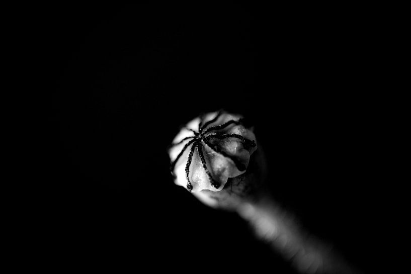Button Poppy (noir et blanc) par SuparDisign