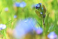Myosotis rugueux