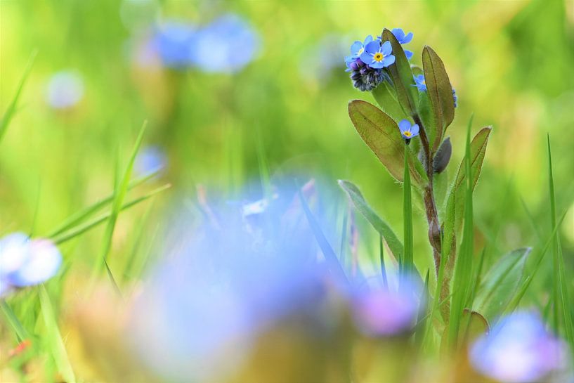Rough forget-me-not by Frank Ubachs fotografie