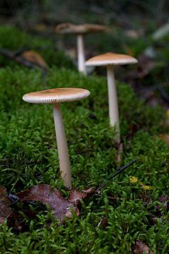 three mushrooms in a row with a hazy green background by W J Kok