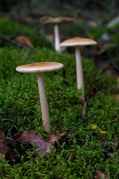 trois champignons en ligne sur un fond vert flou par W J Kok