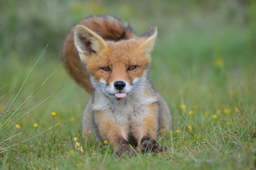 Brutaal jong vosje by Yvonne van der Meij