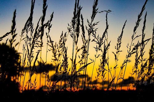 Zonsondergras