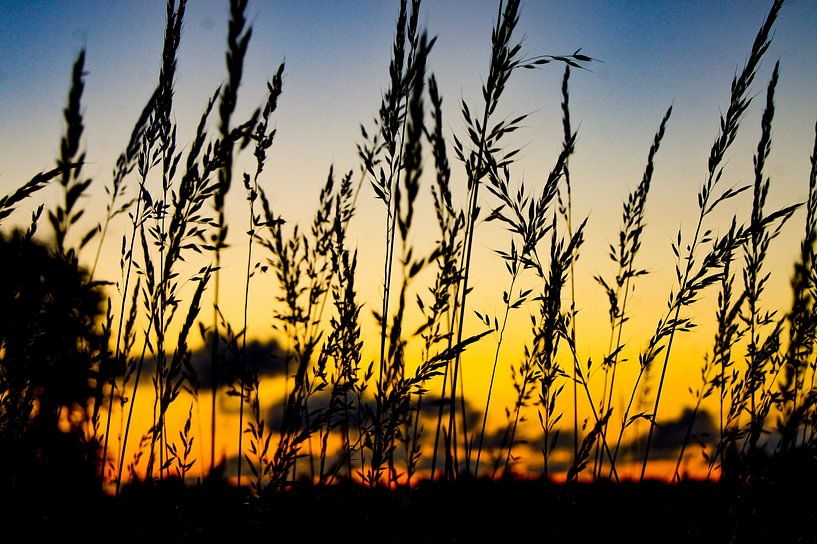 Sonnenuntergang Gras von Niek Traas
