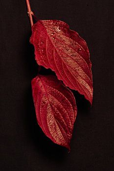 cornouiller dans une belle couleur rouge d'automne