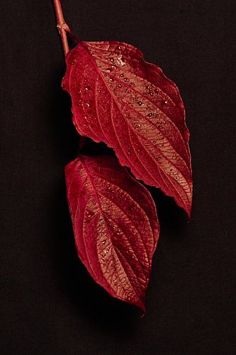 dogwood in a beautiful red autumn colour