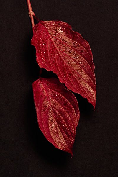 Hartriegel in einer schönen roten Herbstfärbung von Gea van der Veen-Smedeman
