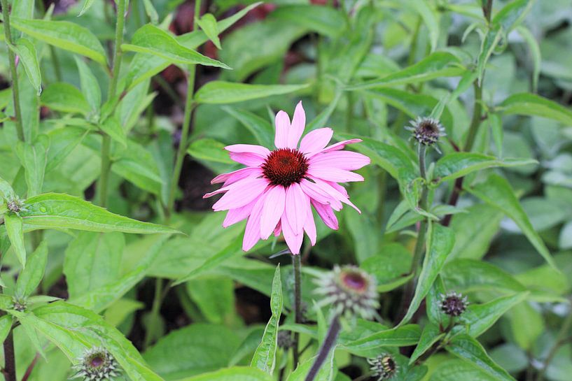 Echinacea Purpurea von Janjaap Van Dijk