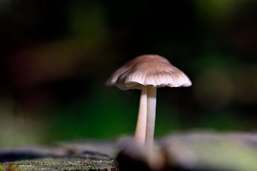 verstopte paddenstoel