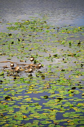 Domestic geese in the swamp pits