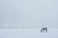 Grazend paard op een koude dag. van Rens Kromhout thumbnail