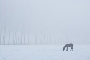 Grazend paard op een koude dag. sur Rens Kromhout