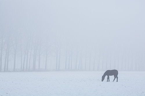 Grazend paard op een koude dag.