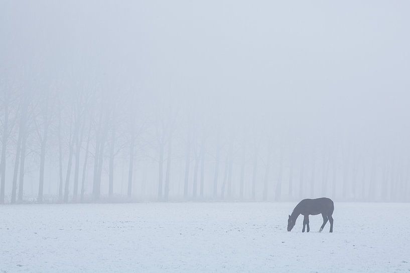 Grazend paard op een koude dag. van Rens Kromhout