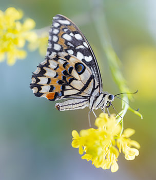Schmetterling auf einer gelben Blume