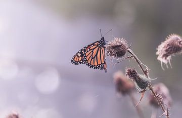 Monarch butterfly on thistle van Mark Zanderink