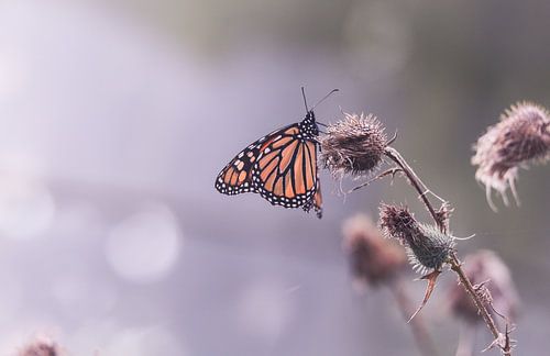 Monarch butterfly on thistle