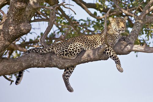 Luipaard perfecte pose in Masai Mara, Kenia