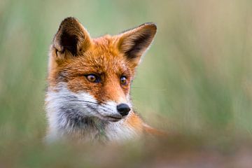 Red Fox by Andrea Bovolo