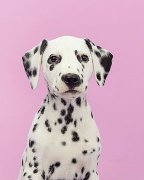 Dalmatian portrait against a pink background by Elles Rijsdijk