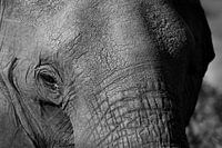 Close-up Olifant Botswana