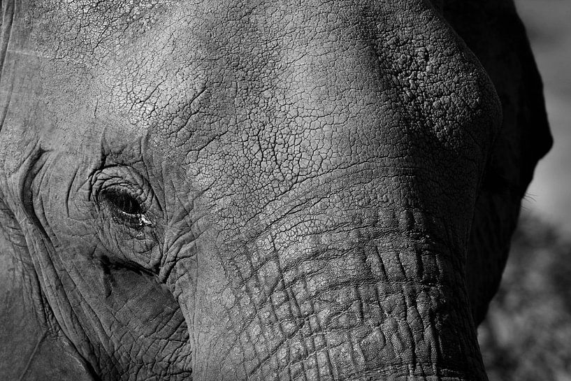 Close-up Olifant Botswana van Kelly Baetsen