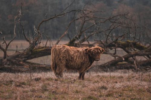 Mollet du Highlander écossais