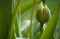 Tulpenknop