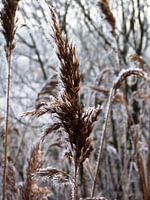 Rietpluim in winter