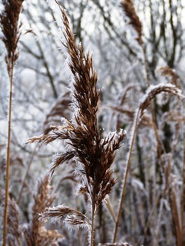 Rietpluim in winter