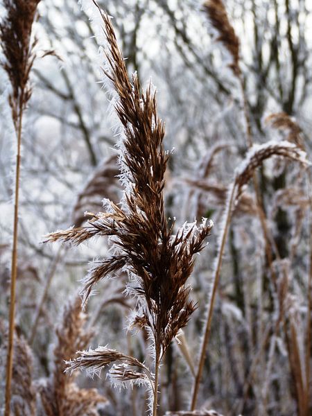 Rietpluim in winter von M de Vos