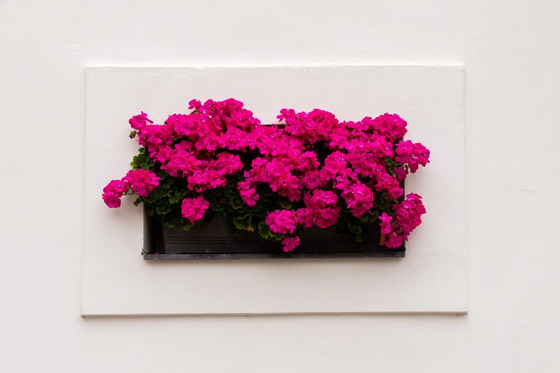 Geraniums Aan de muur van Jan Klijn
