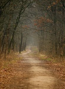 Forest Path von Yvonne Blokland