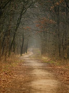 Forest Path by Yvonne Blokland