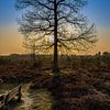 Boom op de heide van Marcel Jansen
