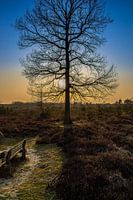 Boom op de heide