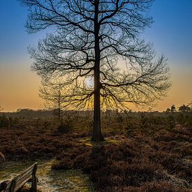 Un arbre sur la lande sur Marcel Jansen