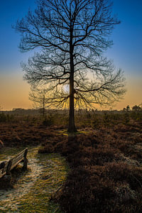 Boom op de heide