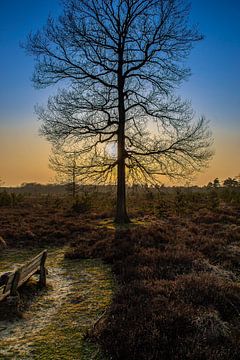 Baum auf der Heide von Marcel Jansen