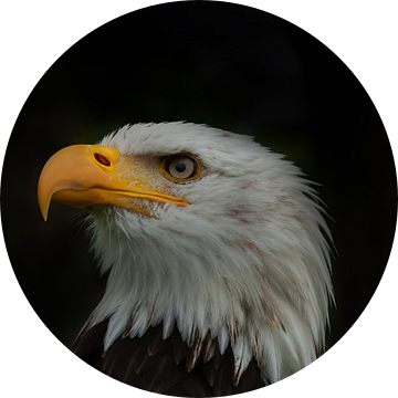Bald Eagle, Amerikaanse Zeearend. Een portret van Gert Hilbink