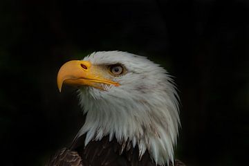 Bald Eagle, Amerikaanse Zeearend. Een portret van Gert Hilbink