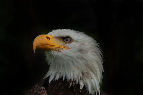 Bald Eagle, Amerikaanse Zeearend. Een portret