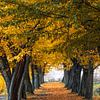 Un automne doré avec une allée d'arbres sur Holger W. Spieker