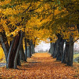 Golden autumn with an avenue of trees by Holger W. Spieker