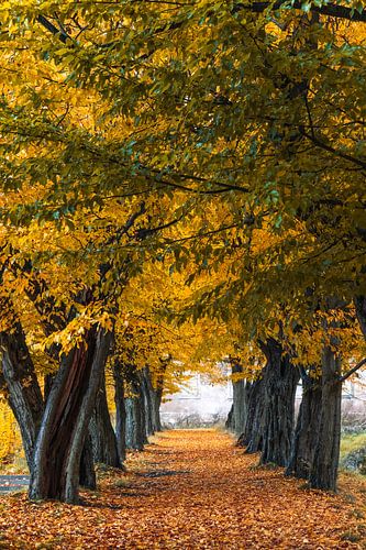 Gouden herfst met een bomenlaan