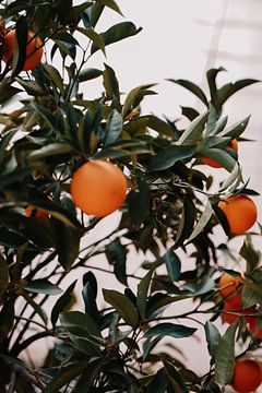 Sinaasappelboom in Spanje van Studio Seeker