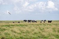 Terschelling Boschplaat nature grazers cows