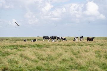 Terschelling Boschplaat natuurgrazers koeien vogelbroedgebied van Yvonne van Driel